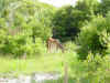 DSC00558.JPG (16017 bytes)